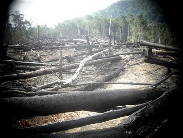 Một khoảnh rừng của Công ty TNHH MTV Lâm nghiệp Krông Bông bị chặt phá để lấy đất sản xuất. 