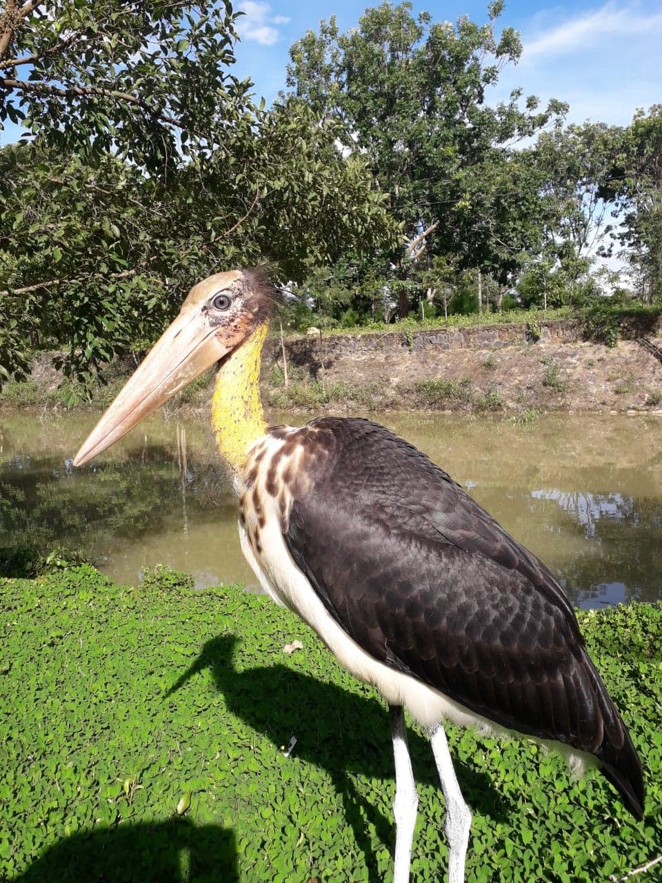 Cá thể chim Già đẫy Java đang được cứu hộ tại Vườn Quốc gia Yok Đôn