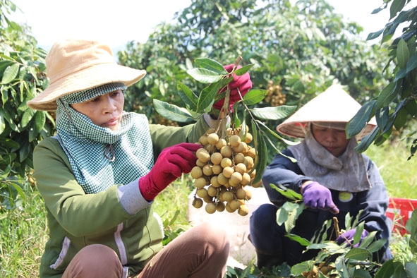 Gia đình anh Nguyễn Hữu Thạch (thôn 9, xã Ea Pil) thu hoạch nhãn Hương Chi.  Ảnh: D. Tiến