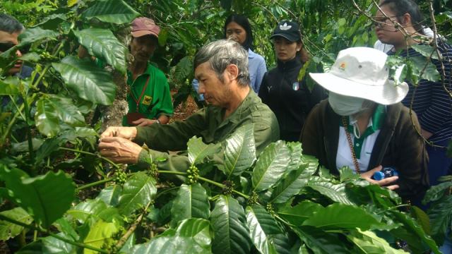 Các học viên thực hành làm việc nhóm tư vấn hỗ trợ kỹ thuật cho nông hộ ở xã Pơng Drang, huyện Krông Búk