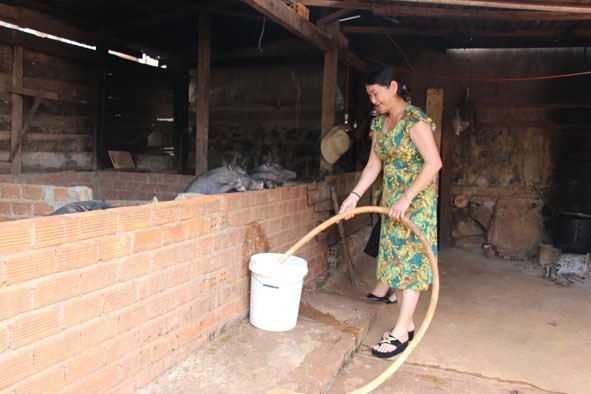 Cô Phạm Thị Thu Hiền phát triển mô hình nuôi heo rừng lai nhờ nguồn vốn vay từ Quỹ Đoàn kết tương trợ công đoàn. 