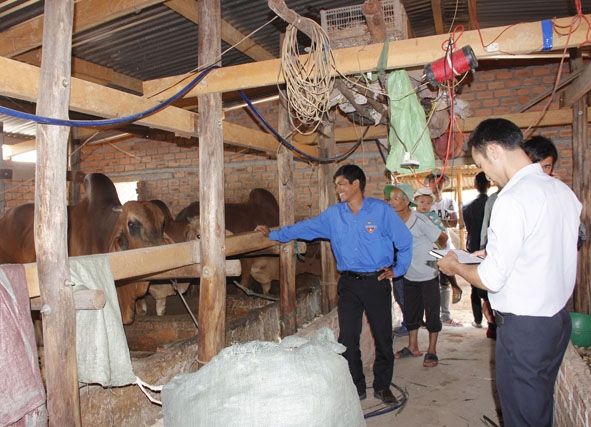 Nhiều thanh niên địa phương đến tham quan mô hình nuôi bò nhốt chuồng của gia đình anh Trần Văn Khương. 