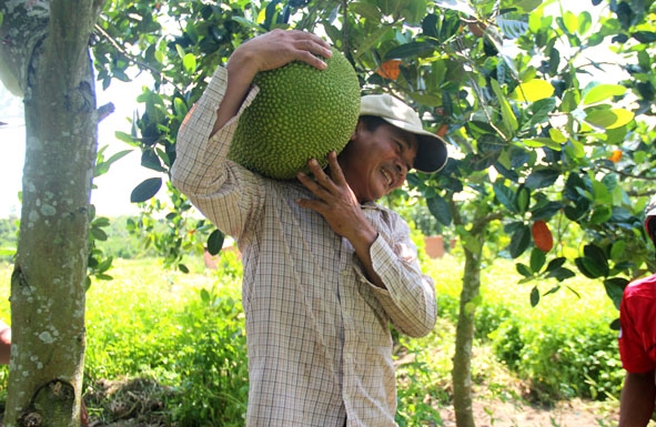 Ông Trần Văn Long thu hoạch mít Thái siêu sớm.