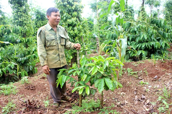 Anh Nguyễn Văn Toản bên gốc cà phê bị sâu hại tấn công khiến cây không phát triển.