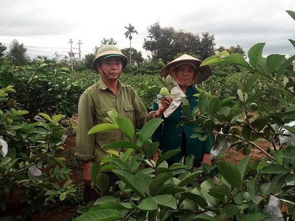 Dù tuổi cao nhưng vợ chồng Ngô Tất Thắng (xã Băng Ađrênh, huyện Krông Ana) vẫn chăm chỉ lao động sản xuất.   