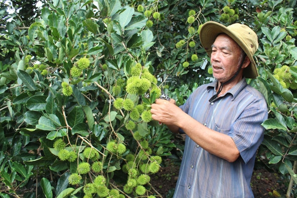 Vườn chôm chôm của gia đình ông Lương Văn Ích. 