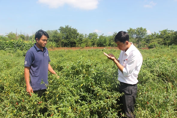 Cán bộ Khuyến nông kiểm tra mô hình trồng ớt của gia đình anh Đinh Công Sơn (thôn Tiến Cường). 