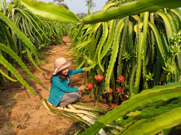 Vườn thanh long tại thôn 3, xã Cư Êbur.  