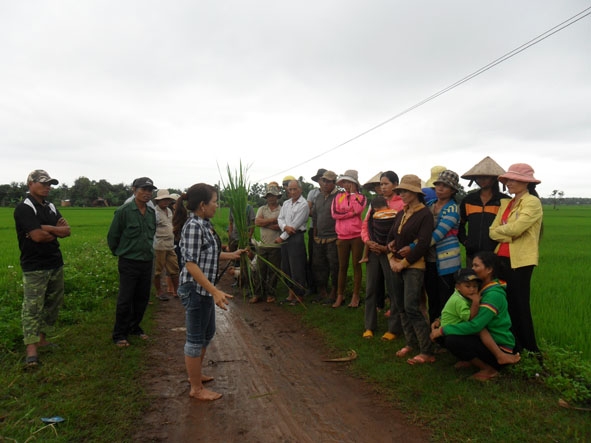 Cán bộ chuyên môn hướng dẫn kỹ thuật canh tác lúa cho bà con nông dân tại ruộng buôn Kao, xã Ea Kao.