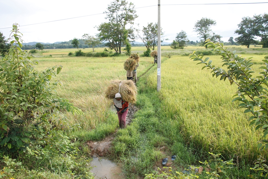 Đường nội đồng chưa được đầu tư, người dân xã Đắk Phơi dùng sức người vận chuyển lúa bằ