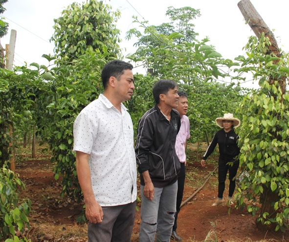 Cán bộ Phòng giao dịch NHCSXH huyện Ea H’leo và Hội Nông dân xã Ea Ral kiểm tra hiệu quả  sử dụng vốn chính sách của hội viên.  