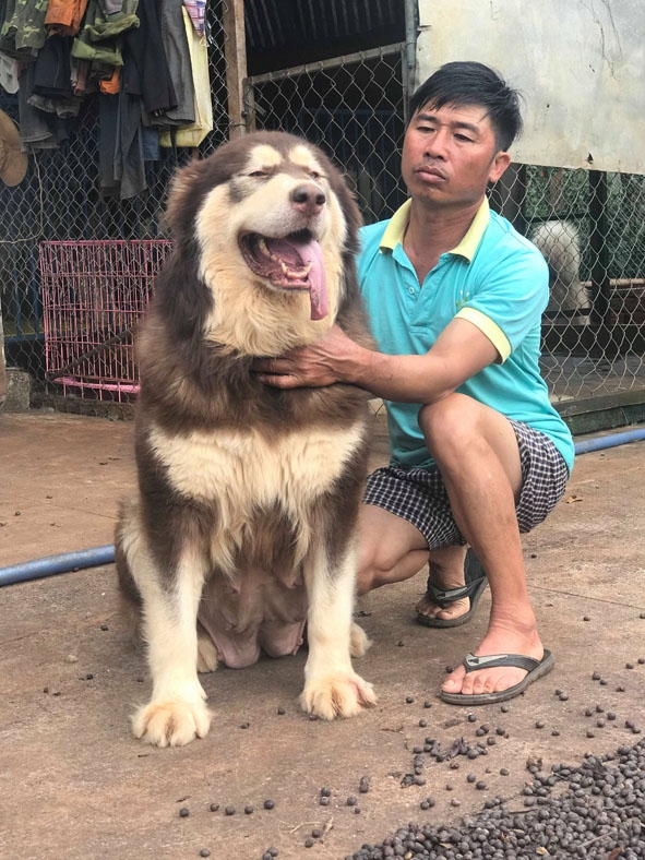 Ông Phạm Bá Như cùng cho cảnh do gia đình nuôi.