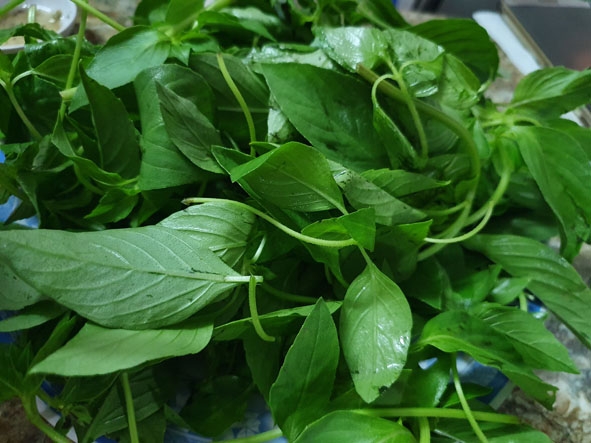 Lá é - loại rau tạo nên đặc trưng riêng cho món lẩu gà. 