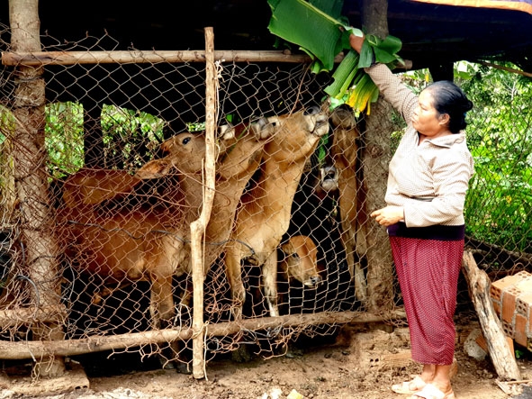Đàn bò giúp gia đình bà H’ Lam thoát nghèo.   