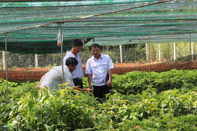 Cán bộ ngành Nông nghiệp kiểm tra thực tế tại một cơ sở kinh doanh giống cây trồng trên địa bàn TP. Buôn Ma Thuột