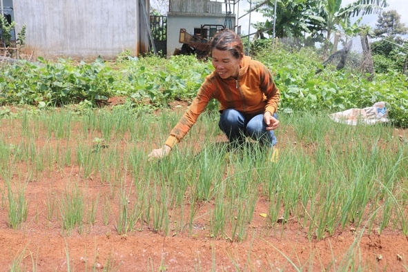 Bà Nguyễn Thị Vinh (buôn Mùi 3) chăm sóc vườn nén của gia đình.