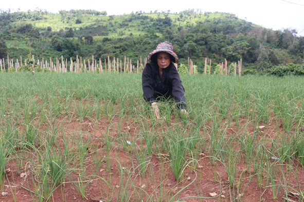 Vườn nén của gia đình bà Nguyễn Thị Chinh (buôn Mùi 3). 