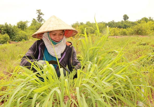 Hợp tác xã tinh dầu sả Phát Đạt tạo việc làm thời vụ cho nhiều lao động nữ của địa phương. 
