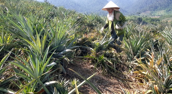 Chị Hằng đang  thu hoạch dứa. 