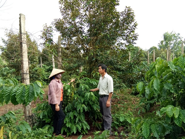 Bí thư Chi bộ thôn Lộc Yên Dương Kim Trung vận động người dân tích cực trồng xen đa cây trong rẫy cà phê. 