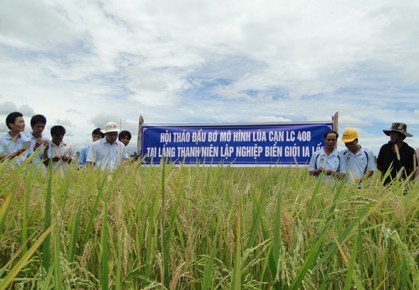Mô hình trồng lúa cạn do Sở NN-PTNT và Tỉnh Đoàn thực hiện tại Làng Thanh niên lập nghiệp.   Ảnh: Tỉnh Đoàn cung cấp