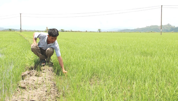 Nông dân xã Bình Hòa kiểm tra tình hình sinh trưởng phát triển của cây lúa. 