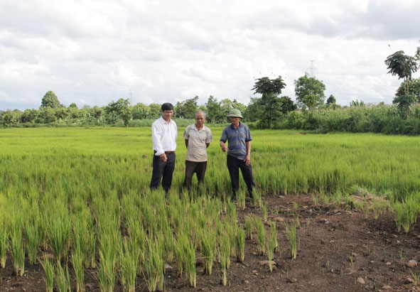 Ruộng lúa của ông Đậu Đông (thôn 13, xã Hòa Phú) mất trắng do hạn hán.  