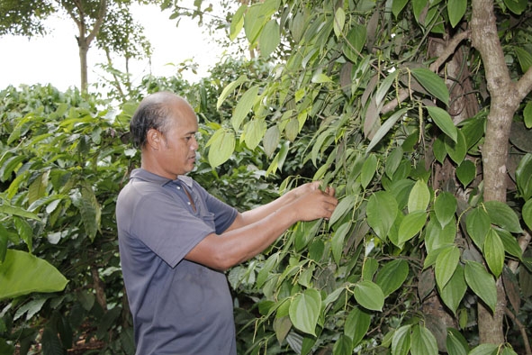 Ông Y Tuyên Bkrông đang chăm sóc vườn cây của gia đình. 