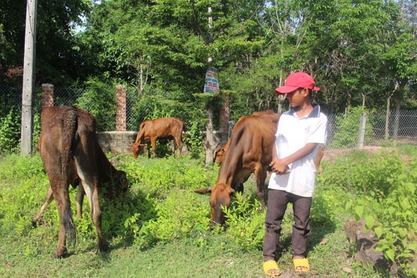 Ngày hè của em Y Noen Lào (ở buôn Tul, xã E Wer) là chăn thả đàn bò mỗi ngày. 