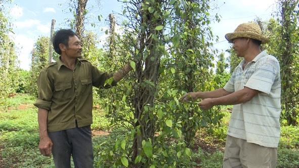 Vườn  hồ tiêu  của ông Nguyễn Ngọc Chất  (bên trái) đang bị bệnh. 