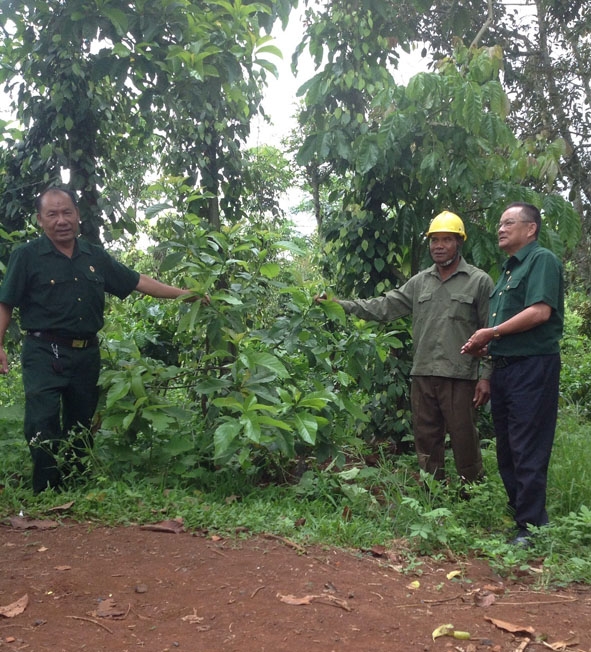 Ông Y Rếc Ktla (giữa) giới thiệu mô hình kinh tế của gia đình.