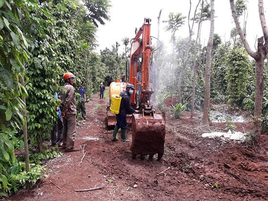 Tiến hành chôn lấp, tiêu hủy số heo mắc dịch tả heo châu Phi tại thị trấn Ea Pốk