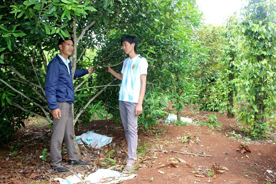 Trồng xen mắc ca vào vườn tiêu cho lợi nhuận kép.