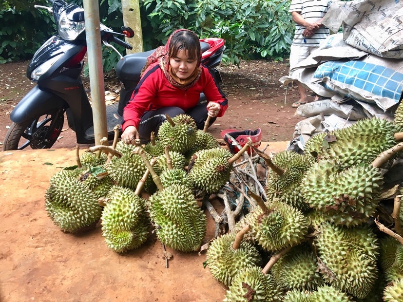 Sầu riêng non mới rụng trong vườn bà Nguyễn Thị Kim Hiệp (thôn Tân Bắc, xã Ea Kênh)