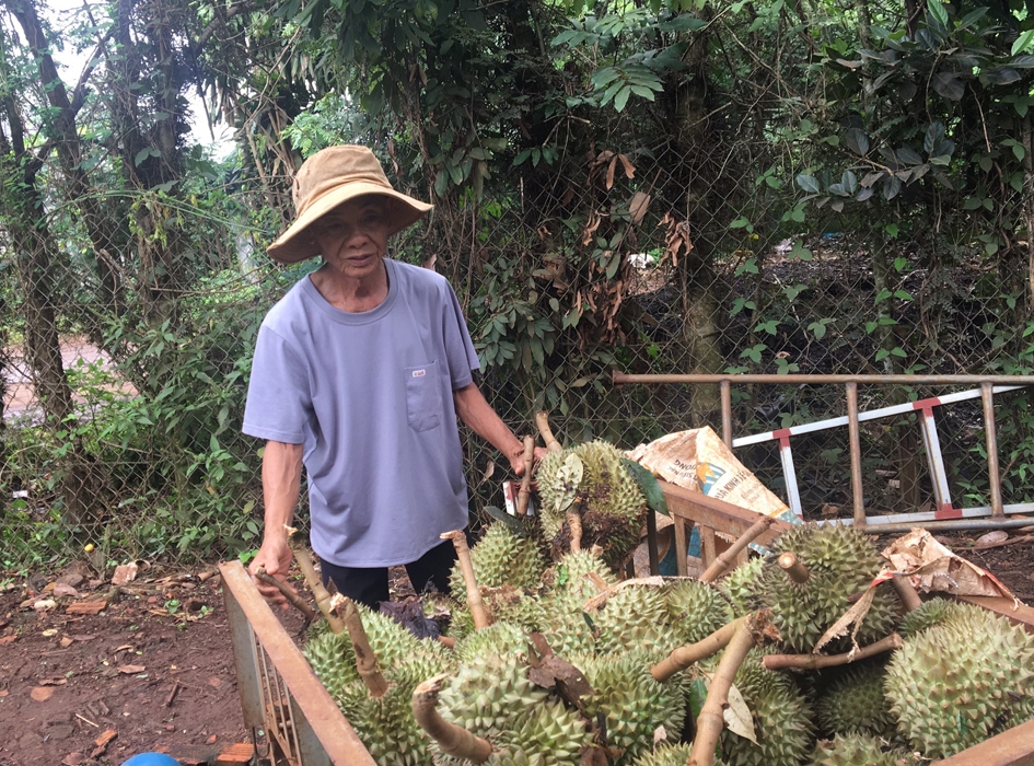 Ông Nguyễn Đức Thành (thôn Tân Hưng, xã Ea Knuếc) bất lực nhìn sầu riêng non rụng trong vườn.