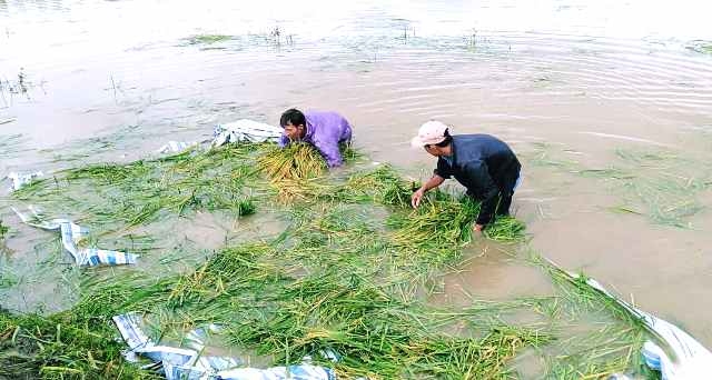 Người dân xã Cư Kty gặt lúa non bị ngập.