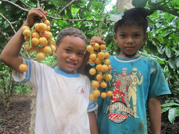 Trái cây rừng luôn là món  ưa thích  của các em nhỏ. 