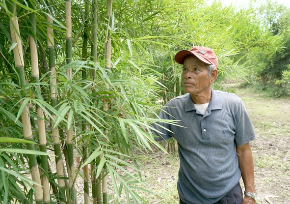 Ông Y P’ơn Mlô kiểm tra các khóm cây tầm vông đã 3 năm tuổi của mình.