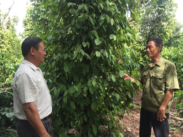 Ông Chíu Dì Cắm (bên phải) giới thiệu mô hình kinh tế của gia đình với hộ dân đến tham quan. 