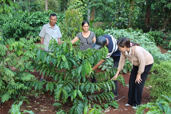 Vườn cà phê tái canh theo hướng bền vững của gia đình chị H’Nghịch.  