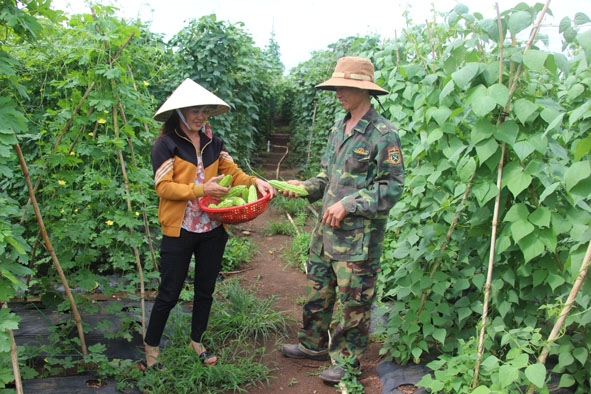 Gia đình ông Nguyễn Kim Tần kiểm tra chất lượng khổ qua trước khi bán cho người dân trong vùng. 