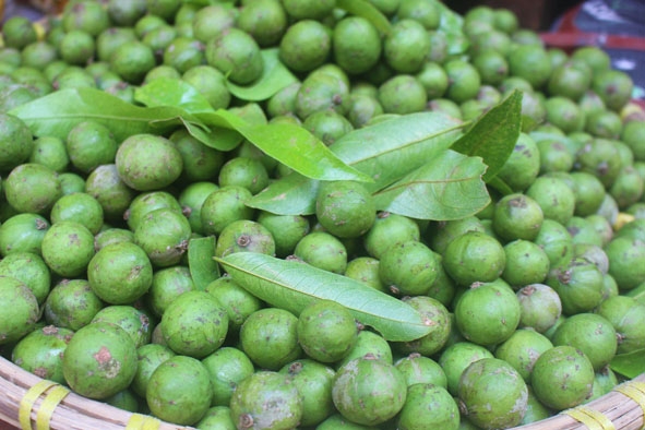 Quả sấu tươi là nguyên liệu, gia vị góp phần làm nên nhiều món ăn ngon. 