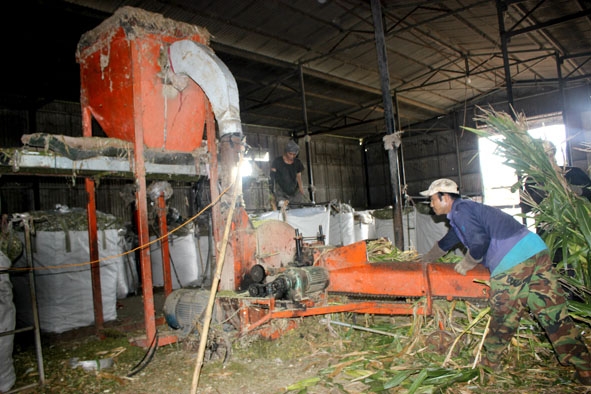 Cây bắp tươi nguyên trái được cắt nhỏ, ủ men làm thức ăn cho bò. 