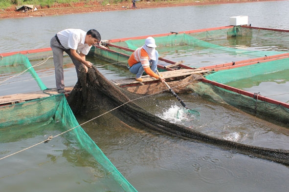 Người dân xã Ea Kao phát triển kinh tế với mô hình nuôi cá lăng đuôi đỏ.  