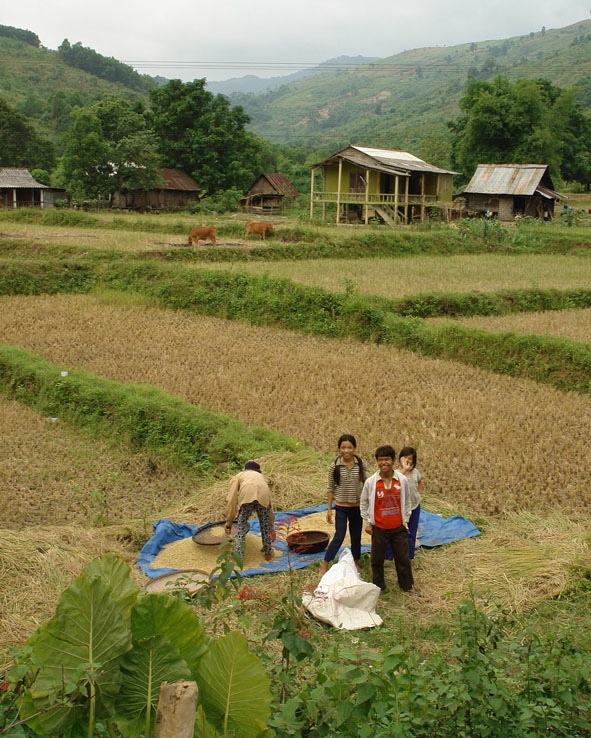 Ngày mùa ở bản Vân Kiều. 