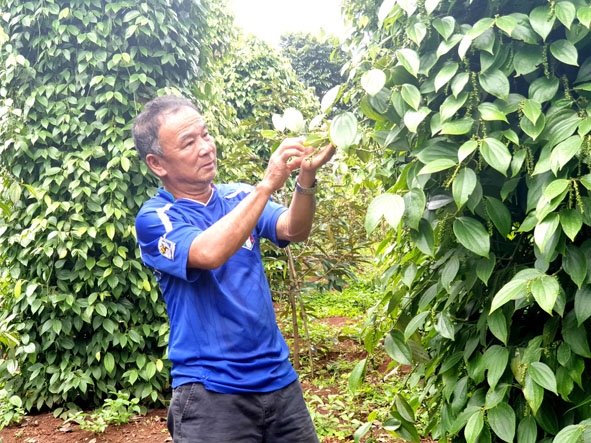 Ông Nguyễn Văn Chung (thôn 3,  xã Ea Ral) sản xuất  hồ tiêu  hữu cơ. 