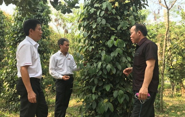 Cán bộ Ngân hàng NN-PTNT Chi nhánh Đắk Lắk kiểm tra hiệu quả vốn vay tại huyện Ea Kar.  