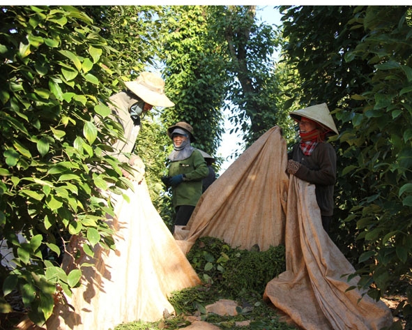 Thu hoạch tiêu tại Hợp tác xã Nông nghiệp hữu cơ Ea H’leo.  