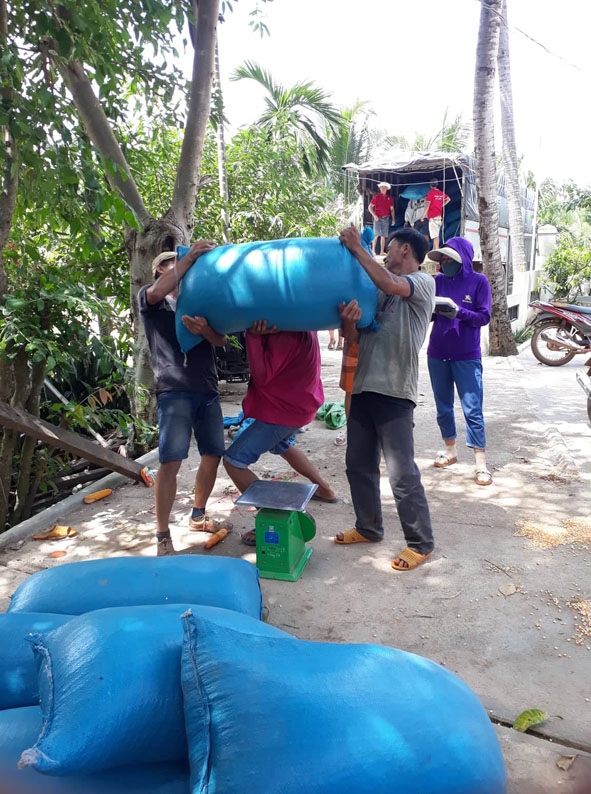 Thương lái cân ngô vừa thu mua.