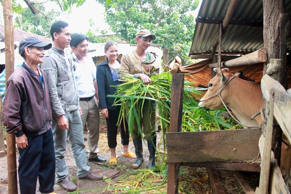 Gia đình anh Y Lơ Niê ở buôn M'Oa (xã Cư Huê) được hỗ trợ bò phát triển kinh tế.   